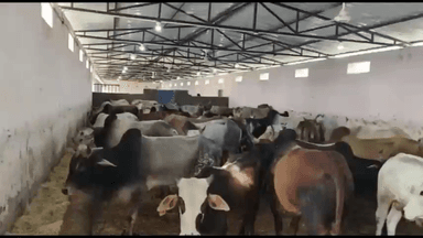 गुना नगर: म्याना गौशाला की समस्या पहुंची ग्राम पंचायत व थाने और दिया गया ज्ञापन, समूह ने बुलाई गौशाला में बैठक