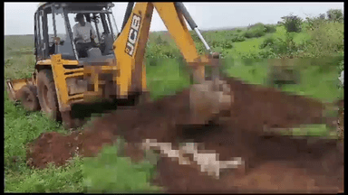 गुना नगर: हाईवे RTO कार्यालय के पास ट्रक ने मारी गायो को टक्कर ,6 गाय की मौत