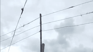 गुना नगर: बांस-बल्लियों पर झूल रहे 440 वॉट के बिजली के तार,म्याना कस्बे में विद्युत मंडल की लापरवाही