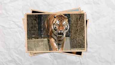 सूखा पड़ने के कारण परेशान किसानों ने शुरू की मोती की खेती, ऐसे कमाए ₹40 लाख