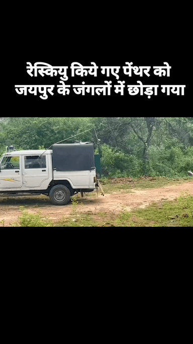 रेस्क्यू किये गए पैंथर को जयपुर के जंगलों में छोड़ा गया