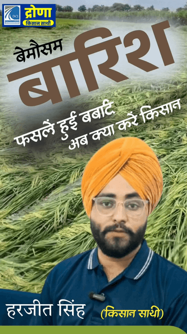 बे मोसमी बारिश के कारण हुई फसले बर्बाद ,अब क्या करे