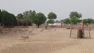 #15lac जैतसर में वन्यजीवों की गणना पूर्ण, क्षेत्र में बढा हिरणों व राष्ट्रीय पक्षी मोर का कुनबा। जगंली सूअर की संख्या हु