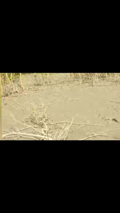 কুলতলির মৈপিঠ এর পর বাঘের আতঙ্ক পাথরপ্রতিমা কে প্লট অচিন্ত্য নগর ঠাকুরান নদীর বাঁধ বরাবর গ্রাম সংলগ্ন জঙ্গল হাজার বিঘা এ...