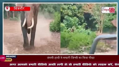 जंगली हाथी ने पर्यटक की जिप्सी के पीछे लगा दी दौड़, डर से चीखी महिला, ड्राइवर ने भगाई कार, वीडियो वायरल