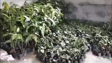 ছাতনা: পরিবেশ রক্ষায় শুশুনিয়া পাহাড়ের কোলে শুশুনিয়া গ্রামে ‘পঞ্চবটি রোপণ’ মিশন প্রকল্প; ২ মাসে ১০০০ গ্রামে সবুজায়নের লক্ষ্য