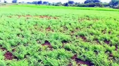 देऊळगाव राजा: हरभरा पिक जोमात! बुलढाणा जिल्ह्यात कोळपणीला आला वेग!