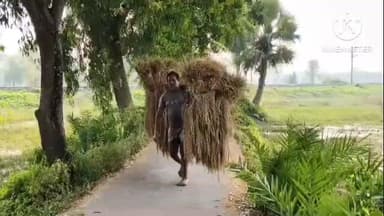 কুলপি: কুলপি এলাকায় ধান চাষের ফলন ভালো হয়েছে খুশি চাষীরা