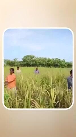 अन्नदाताओं के जीवन में खुशहाली, चेहरे पर हो समृद्धि की चमक,
यही है सुशासन सरकार का संकल्प।
#संवर_रहा_छत्तीसगढ़