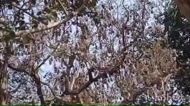 ଚମ୍ପୁଆ: ନିଶାଗଡିଆ ଗ୍ରାମ ଠାକୁରାଣୀ ଶାଳରେ ଦୀର୍ଘ ଦିନ ଧରି ରହୁଥିବା ବିଦୁଡି ବଂଶର ସୁରକ୍ଷା ପାଇଁ ପ୍ରତିକ୍ରିୟା ରଖିଲେ ଜିଲ୍ଲା ବନଖଣ୍ଡ ଅଧିକାରୀ