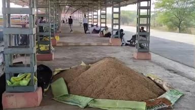 मोहन बड़ोदिया: सर्वर डाउन होने से मंडी में नीलामी कार्य प्रभावित, किसानों का कहना है कि सर्वर चालू होने पर भी नीलामी नहीं हो रही