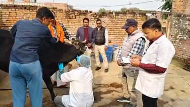 हरनौत: पशु स्वास्थ्य एवं उत्पादन संस्थान, पटना की टीम लोहरा गांव पहुंची, पशुओं का नमूना लिया, भुवनेश्वर भेजा जाएगा