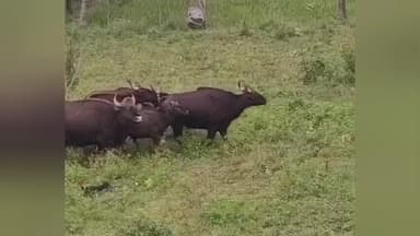 கல்வராயன் மலை: கல்வராயன்மலை அருகே கிராமத்திற்குள் புகுந்த காட்டெருமையை விரட்டி அடித்த கிராம பொதுமக்கள்