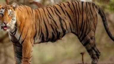 मोहला मानपुर अंबागढ़ चौकी जिले के औंधी क्षेत्र में बाघ की मौजूदगी से फैली दहशत