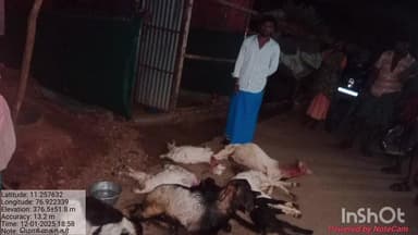 மேட்டுப்பாளையம்: மொக்கை நகர் பகுதியில் மர்ம விலங்கு கடித்து ஆறு ஆடுகள் உயிரிழப்பு திமுக நிர்வாகி நிதி உதவி