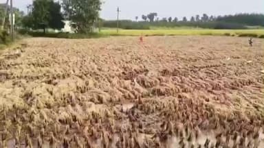 బుచ్చయ్యపేట మండలంలో వరి రైతుల్లో గుబులు