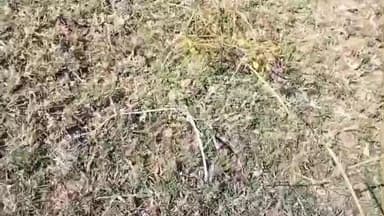 नेपानगर: धुलकोट रेंज में बड़ा खुलासा! लाखों खर्च कर बनाया 'बांस प्लांटेशन', अब दिख रहा क्रिकेट मैदान, 5 हज़ार पौधे गायब