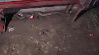 বারাসাত ১: চালতাবেড়িয়ায় চন্দ্রবোড়া সাপের আতঙ্ক, বন দপ্তরের তৎপরতায় উদ্ধার