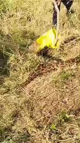 જેસર: શાંતિનગર ગામે 13 ફૂટના અજગરનું સફળ રેસ્ક્યૂ
જેસર તાલુકાના શાંતિનગર ગામે 13 ફૂટ લાંબો અજગર જોવા મળ્યો