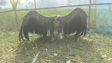 তুফানগঞ্জ ১: দ্বিতীয় খন্ড ছাট চিলাখানা এলাকা থেকে একটি বিলুপ্তপ্রায় শকুনকে উদ্ধার করে বন বিভাগের হাতে তুলে দিলে স্থানীয়রা