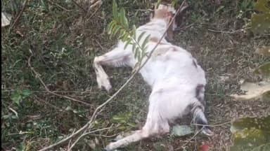 तुमसर: देवसर्रा येथे बिबट्याच्या हल्ल्यात ३ शेळ्या ठार, पशुपालकाचे मोठे नुकसान