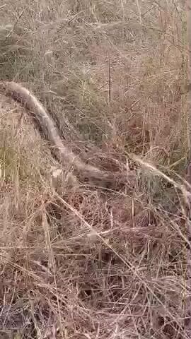 পুঞ্চা: পুঞ্চার মুদিডি ও কানাড়া এলাকায় দুটি রক পাইথন উদ্ধার ঘিরে চাঞ্চল্য