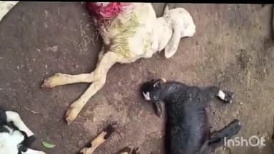 ఎచ్చెర్ల: కొంచాడ గ్రామంలో కుక్కల దాడిలో మృతి చెందిన 32 గొర్రెలు కన్నీరు మున్నీరవుతున్న గొర్రెల కాపరులు