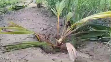 பரமத்தி வேலூர்: பிலிக்கல்பாளையத்தில் விவசாய தோட்டத்தில் பயிரிடப்பட்ட கரும்பு பயிர்கள் தென்னை மரக்கன்றுகள் வெட்டி சாய்ப்பு - போலீசார் விசாரணை