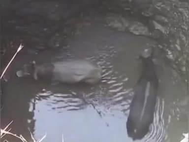 सारंगपुर: हराना गांव: किसान के 30 फीट गहरे कुएं में गिरे दो गोवंश, पुलिस और ग्रामीणों ने किया रेस्क्यू