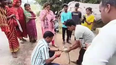 କୁଜଙ୍ଗ: ହସିଣା ଗ୍ରାମରୁ ଜଣେ ବ୍ୟକ୍ତି ଙ୍କ ଘର ନିକଟରୁ ଏକ ଜାଲ ମଧ୍ୟରୁ ବିଷାକ୍ତ ନାଗ ସାପ କୁ ଉଦ୍ଧାର କଲେ ବିଶିଷ୍ଟ ସାପ ଧରାଳି ପ୍ରଭାତ ବେହେରା
