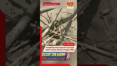 লোকালয় বাঘের পায়ের ছাপ দেখে আতঙ্কে এলাকার মানুষ। ###