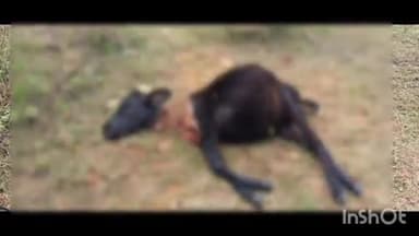 పూతలపట్టు: దలవాయిపల్లి ఆవుదుడను పులి పిల్లలు దాడి చేశాయని ప్రజలు. హైన వుంటాయి అంటున్న అటవీశాఖ అధికారులు