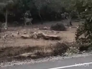 कराहल: नेशनल हाइवे पर काली तलाई गांव में दिखा चीता, खुले जंगल में चीते लगा रहे लंबी दौड़