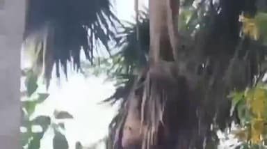 মথুরাপুর ২: বৈদ্যপাড়া এলাকায় তালগাছে কালো ভিমরুলের বাসা বাঁধায় আতঙ্কে এলাকাবাসী