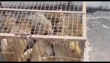 करौली: बंदरों के आतंक से वार्ड नंबर 32 के लोगों को मिलेगी निजात, नगर परिषद ने चलाया बंदरों को पकड़ने का अभियान