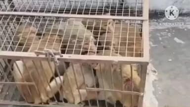 करौली: नगर परिषद करौली के वार्ड नं-32 से पकड़े गए 12 उत्पाती बंदर, शहरवासियों को मिलेगी राहत