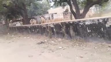 बालघाट में बंदरों के आतंक से आमजन परेशान, पंचायत प्रशासन से समस्या निस्तारण की मांग की