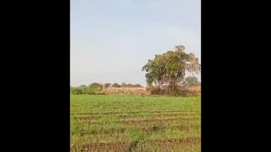 जाफराबाद: माहोरा, सिपोरा आ.विरेगाव परिसरात शेत शिवारात आढळला बिबट्या, बिबट्याचा व्हिडिओ परिसरात व्हायरल