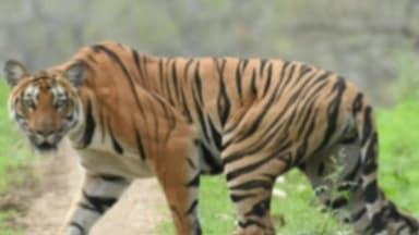 गडचिरोली: आरमोरी तालुक्यातील इंजेवारी येथील वाघाच्या हल्ल्यात महिला ठार, शेतकरी भयभीत