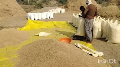 नौडीहा बाज़ार: नौडीहा बाजार प्रखंड में धान अधिप्राप्ति केंद्र नहीं खुलने से किसान औने-पौने दाम पर धान बेचने को मजबूर