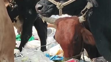 भीलवाड़ा: बिना नाम की गौशाला’ में कचरा खाते गौवंश, नगर निगम का टिपर कचरा उड़ेल कर चला जाता, HRJ प्लाज़ा के पीछे कामामला
#जनसमस्या