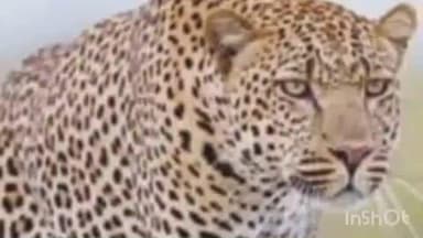 तिवसा: वाटोड्यामध्ये बिबट्याचा वावर शेतकऱ्यात दहशतीचे वातावरण काँग्रेसची वलितांसाठी दीवसाची मागणी