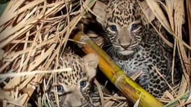 बदनापूर: गेवराई बाजार परिसरामध्ये रेल्वेपटरी परिसरात शेतात आढळले बिबट्याचे पिल्ले, शेतकरी वर्गात भीतीचे वातावरण