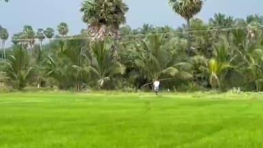 திருப்புவனம்: கொந்தகை–பாட்டம் சாலையில் ஒரே பனை மரத்தில் 100க்கும் மேற்பட்ட தூக்கணாங்குருவி கூடுகள்