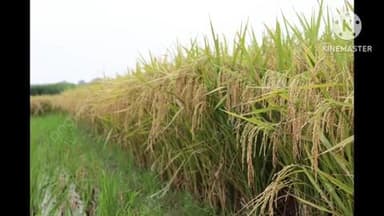 बक्सर: बक्सर जिले में धान खरीदारी सुस्त, सरकारी एजेंसियों ने 58 किसानों से केवल 510.610 एमटी धान खरीदा