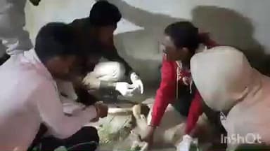 भानपुरा: हारे का सहारा सेवा समिति ने घायल कुत्ते को दी तत्काल सहायता