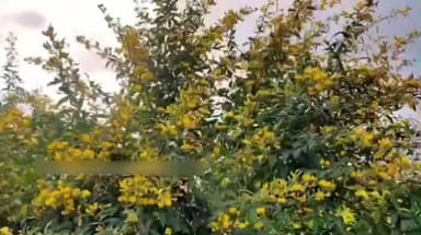 शेगाव: ढगाळ वातावरणामुळे तुरीवर किडींचा प्रादुर्भाव! शेगाव, संग्रामपूर तालुक्यातील शेतकऱ्यांची वाढली चिंता