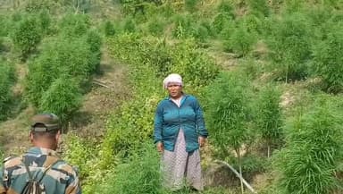 মেয়ে বিয়ের জন্য গাঁ*জা চাষ, পুলিশের কাছে এমনটাই দাবি করলেন এক গাঁ*জা চাষী মহিলা। পুলিশ বেআইনি গাঁ*জা চাষের বিরুদ্ধে মঙ...