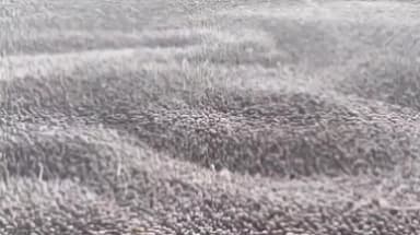 शुजालपुर: शुजालपुर मंडी में गेहूं ₹2676 और सोयाबीन ₹4726 प्रति क्विंटल तक बिका