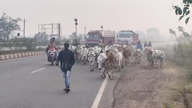 ସୁକିନ୍ଦା: ଗୋ ସେବକଙ୍କ ଦ୍ଵାରା ନାକଦେଇ ଗ୍ରାମ ପାଖ ରାସ୍ତାରୁ ଏକ ଶହରୁ ଉର୍ଦ୍ଧ ଗୋ ମାତା ଉଦ୍ଧାର